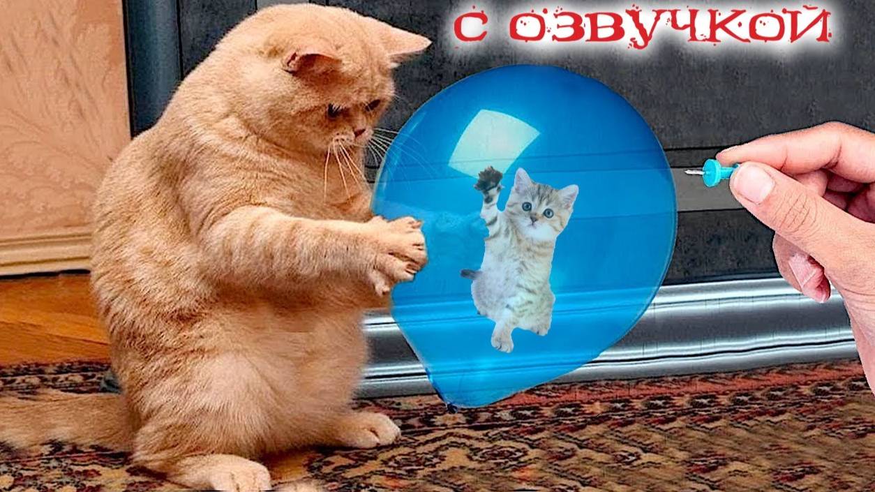 Приколы с котами с озвучкой! Смешные коты! Смешные животные 2025!