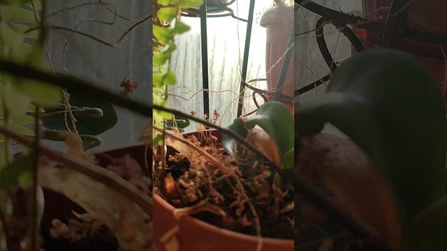 Стойкий пафиопедилум. Необычный представитель семейства орхидей.