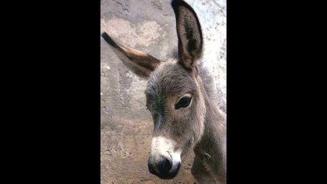 Сказка ОСЛИК автор Альфия Болатова