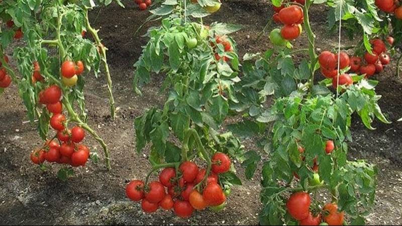 Как приготовить куриный помет мой способ. Яма для отстоя куриного помета, удобрение куриным пометом.