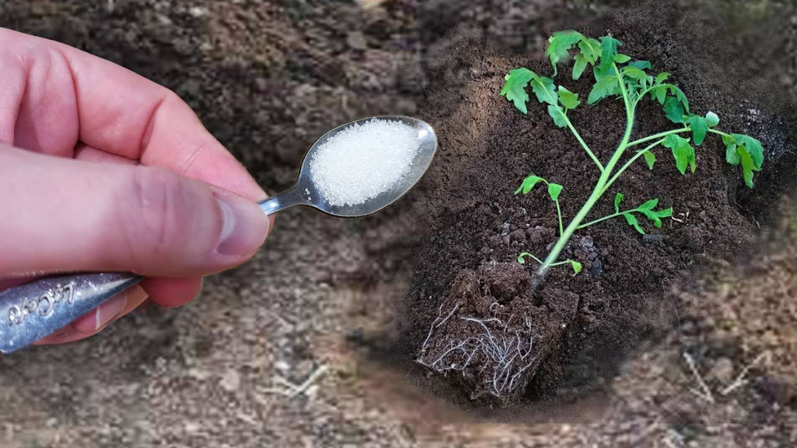 Киньте это в лунку при посадке Томатов и они сразу пойдут!