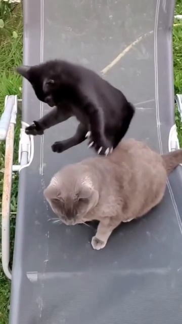 Великолепный бросок 👍🐈🥰