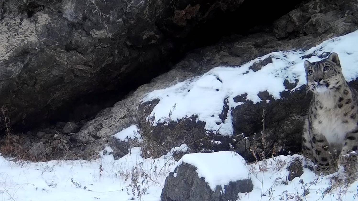 Прыжок снежного барса в кадре