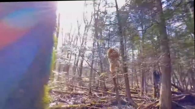 Кот трюкач - КОТ НА СНОУБОРДЕ  -  СМЕШНЫЕ ЖИВОТНЫЕ 2022