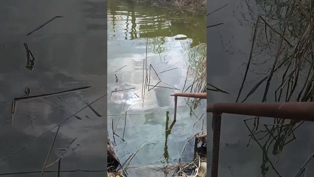 Гузновой заплыв