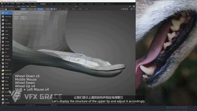 22 Oral Structure Creation 01
