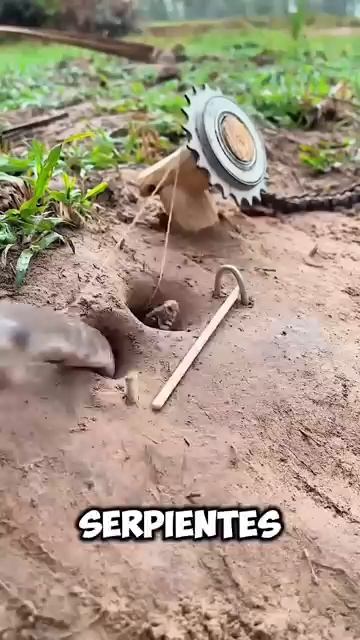 La trampa ingeniosa que creó para deshacerse de las serpientes 😮 #shortvideo #historia #shorts #diy