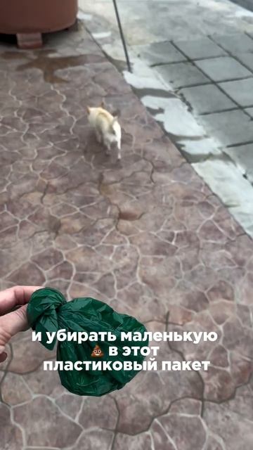 Проблема собачьих пакетиков