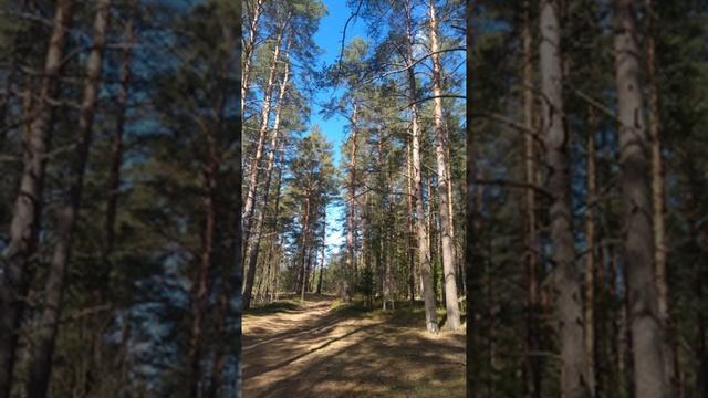 №80 Гармонизация, восстановление, балансировка, выравнивание деятельности структур головного мозга