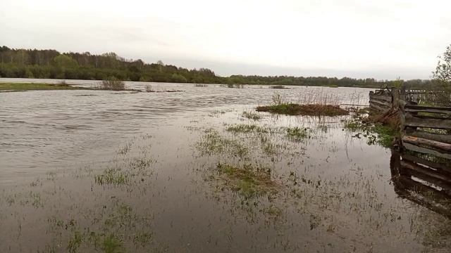 Дождь .☔☔☔ Русская деревня . утро .15 мая 25г