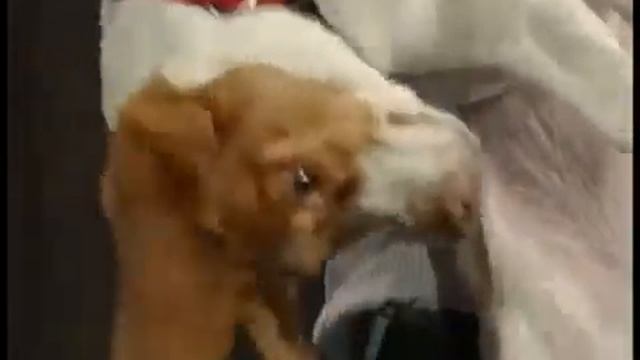 прикольная собака!