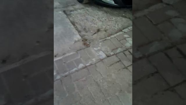 VID_20250514_174951.mp4