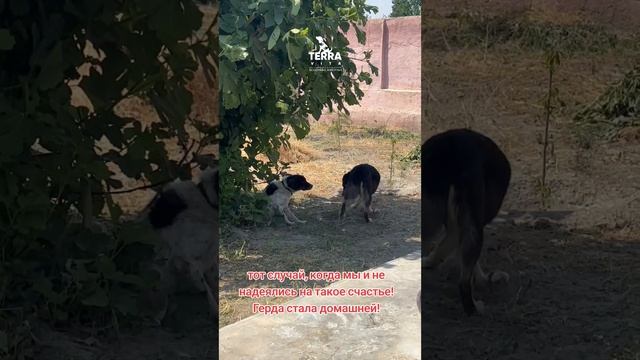 Грета стала домашней