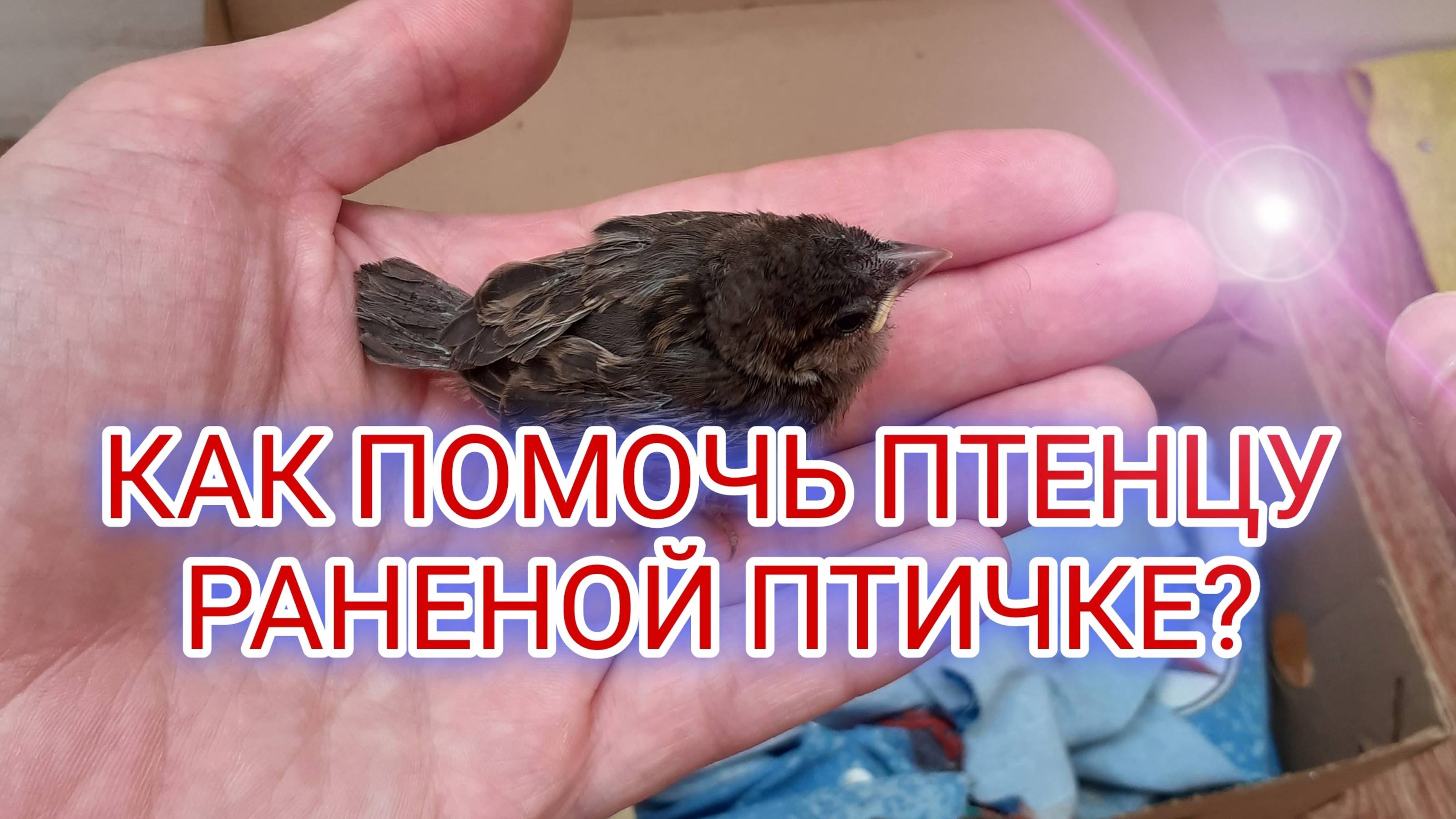 КАК ПОМОЧЬ ПТЕНЦУ / РАНЕННОЙ ПТИЧКЕ? ЧТО ДЕЛАТЬ, ЕСЛИ НАШЛИ ПТЕНЦА?