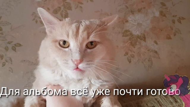 Дарик| Мой кот любит хип-хоп
