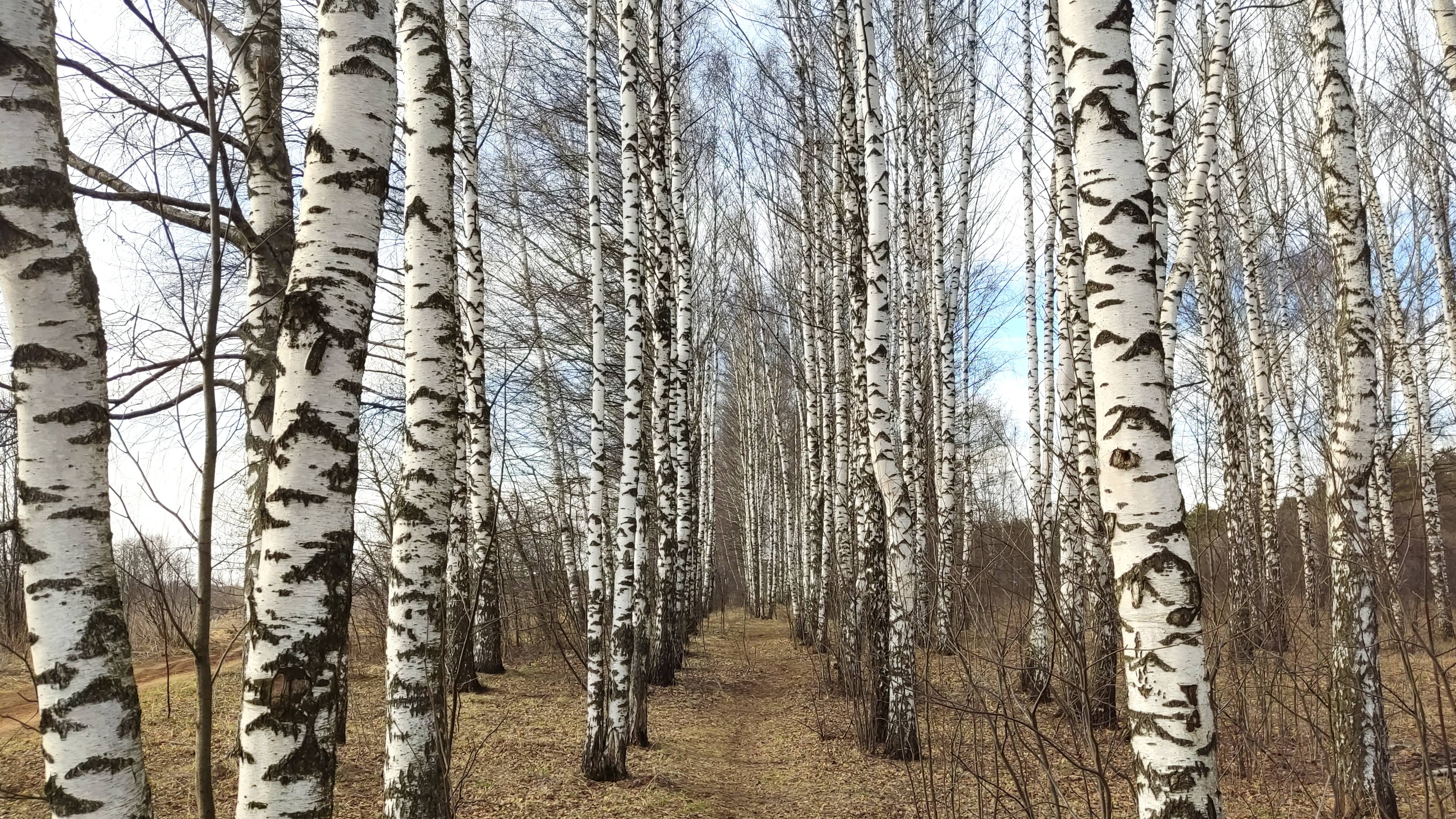 По Берёзовой аллее с Мантрой Праджняпарамиты 🙏Природный храм💖Весна в Подмосковье☀️ 29.03.2025