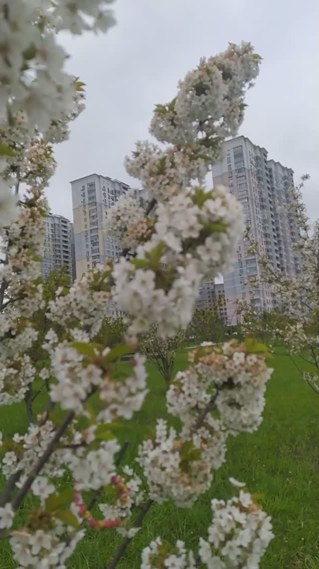 11.5.25