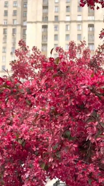 🌺Буйное цветение аллеи у Кудринской высотки🌺