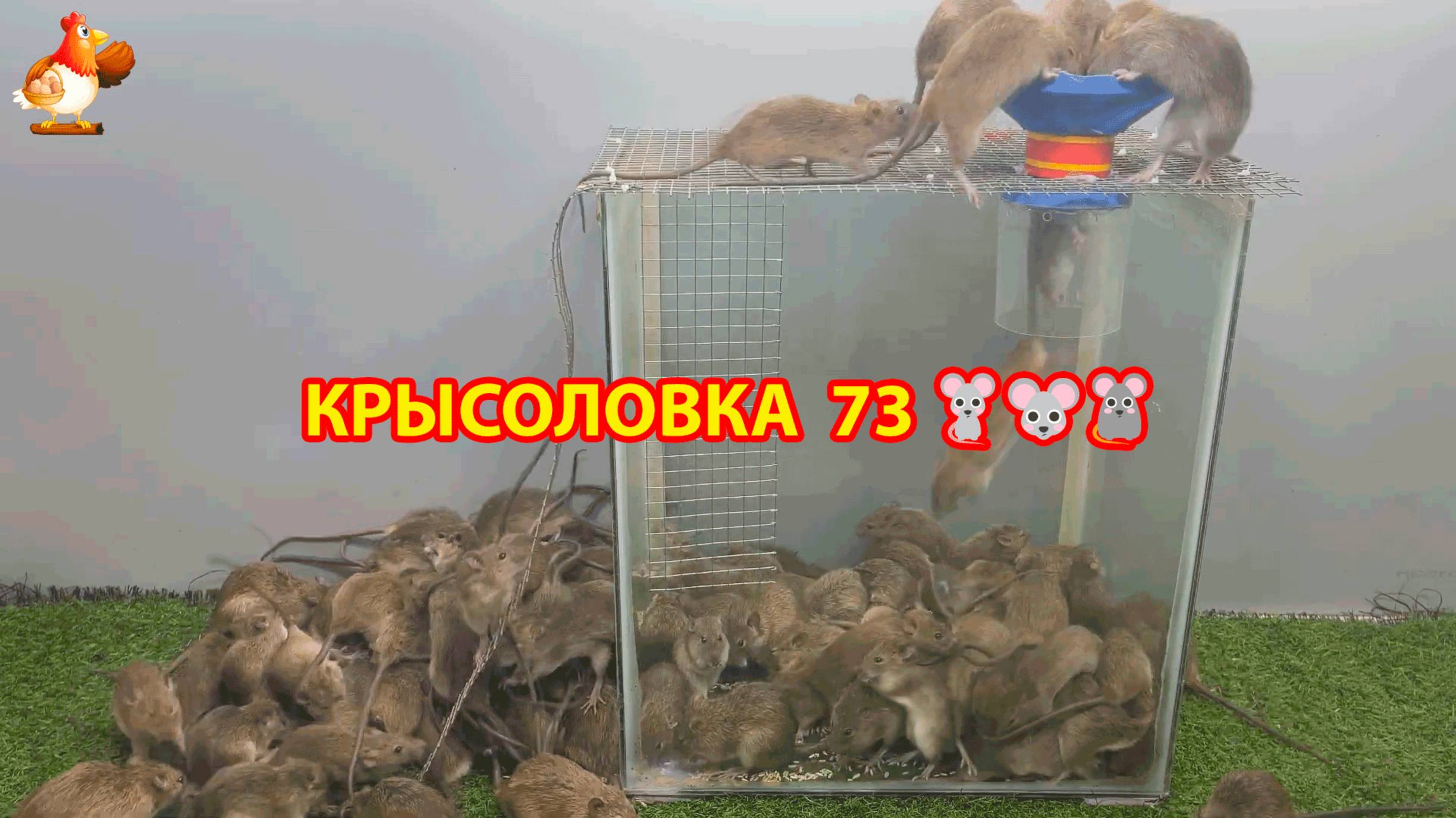 Крысоловка вариант (73) 🐀 Как сделать крысоловку своими руками и поймать кучу крыс 🐀🐁🐀