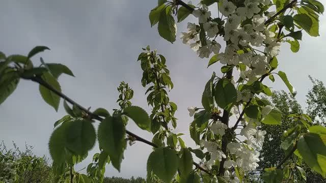 Сад. Черешня. 15.05.2025