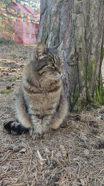 Встреча с котом Борисом в Северном Кунсангаре😻#БольшиеДворы 29.03.2025#Подмосковье#russia#cat