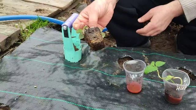 Посадка многострадальных азиатских сортов земляники клубники на агроткань. 🍓