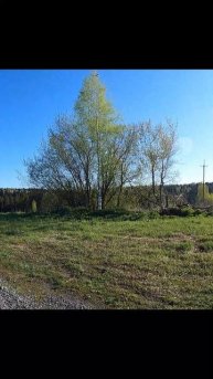 О чём говорит кукушка.