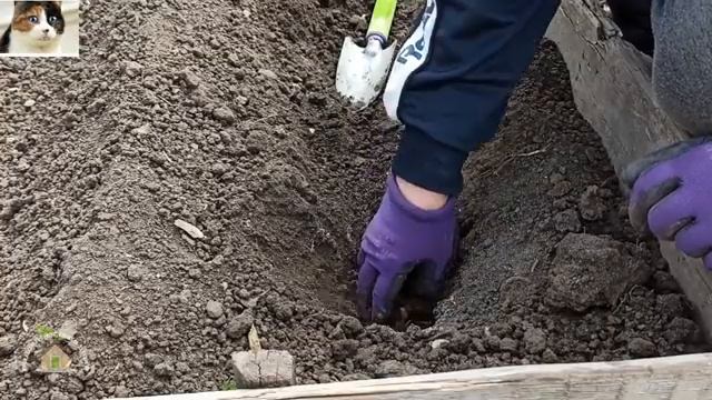 Как сажать рассаду капусты в открытый грунт. Когда сажать капусту рассадой