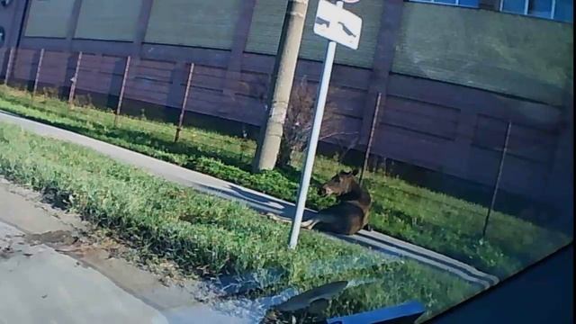 Сбили лосёнка в городе.