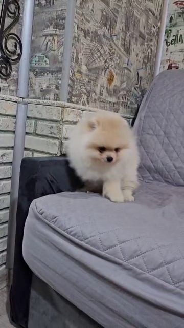 #шпицкрем #померанскийшпиц