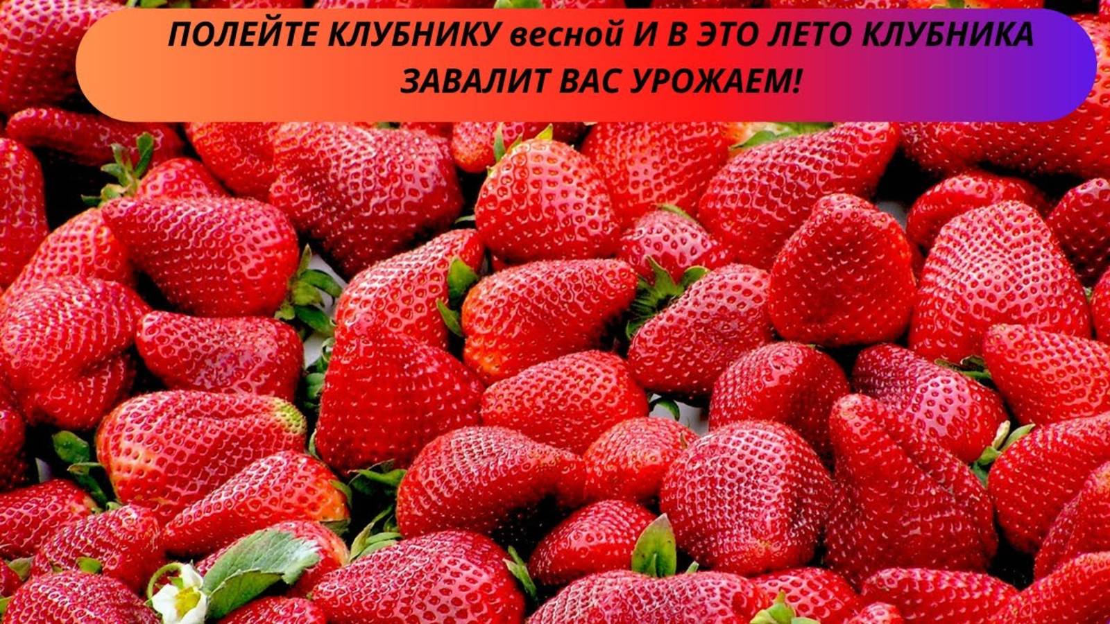 ПОЛЕЙТЕ КЛУБНИКУ весной И В ЭТО ЛЕТО КЛУБНИКА ЗАВАЛИТ ВАС УРОЖАЕМ!