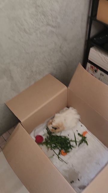 Морские свинки дышат свежим воздухом на балконе