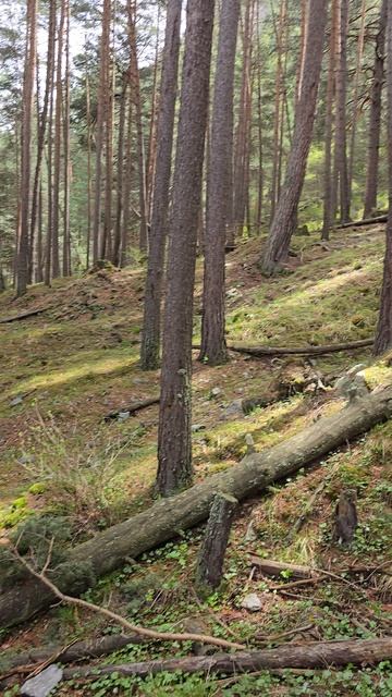 Красивейший лес в Приэльбрусье 🏕