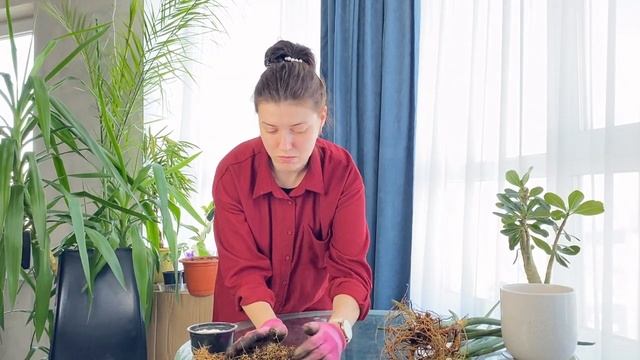Сансевиерия цилиндрическая пересадка. Заплетаю косу.