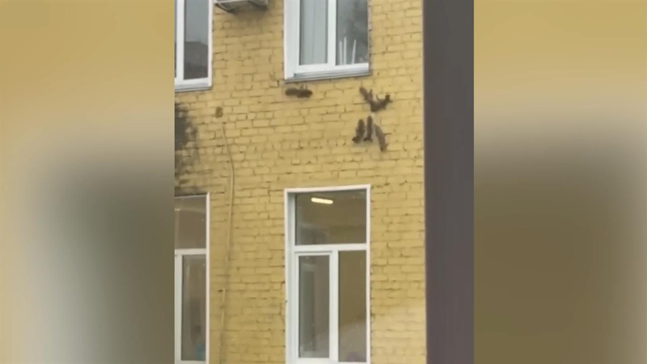 В Кирове банда белок устроила забег по стене больницы скорой помощи: видео