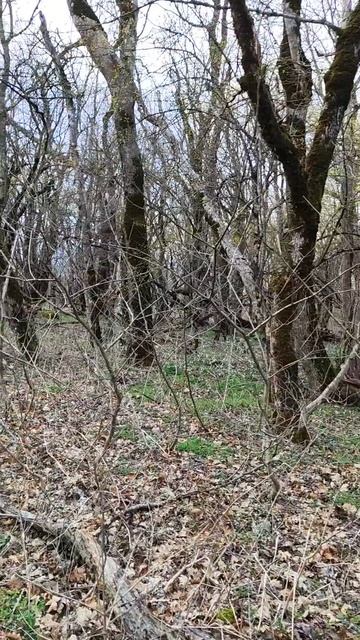 море из подснежников в Краснодарском крае #новороссийск #цветы #весна2025