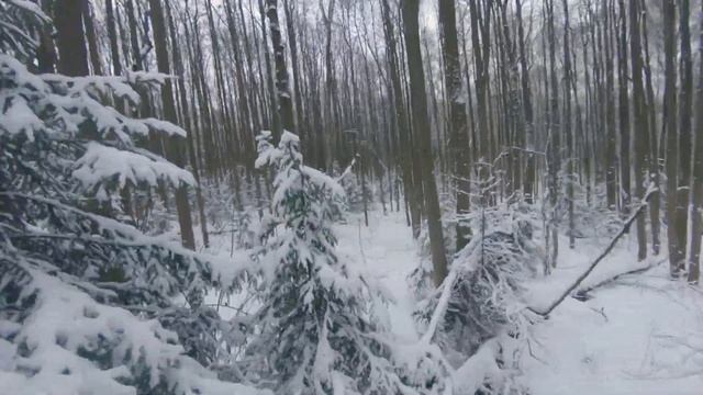 #winter #forest #fpv