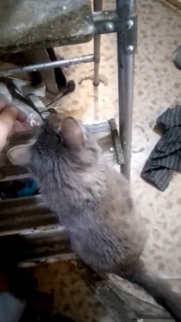 Кошка лезет по лестнице