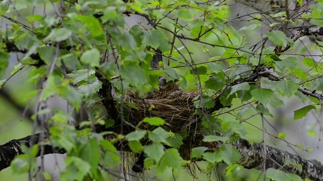 Дрозды-рябинники_окно_2025-05-15.mp4