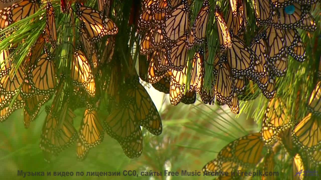 Красота Земли оживает вместе с мелодией - Carefree Morning -- Scott Holmes Music -- Happy Background
