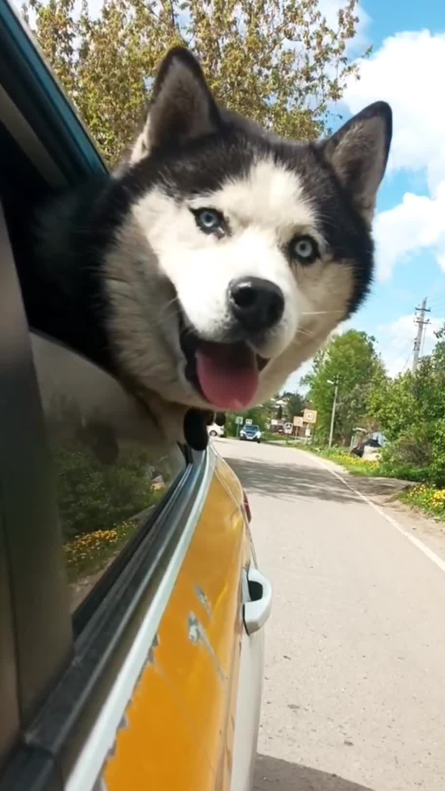 ХАСКИ Автомобилисты 🐶