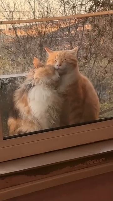 Твикс...  Сладкая парочка!  А говорят котэ не умеют любить...  Реклама! Её как и денег, не хватает!