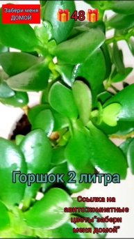 🎁48🎁денежное дерево(толстянка)