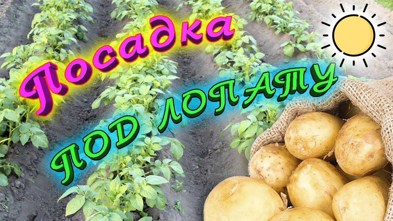 Посадка Картофеля под Лопату. Просто способ посадки картошки. Лучшее удобрение