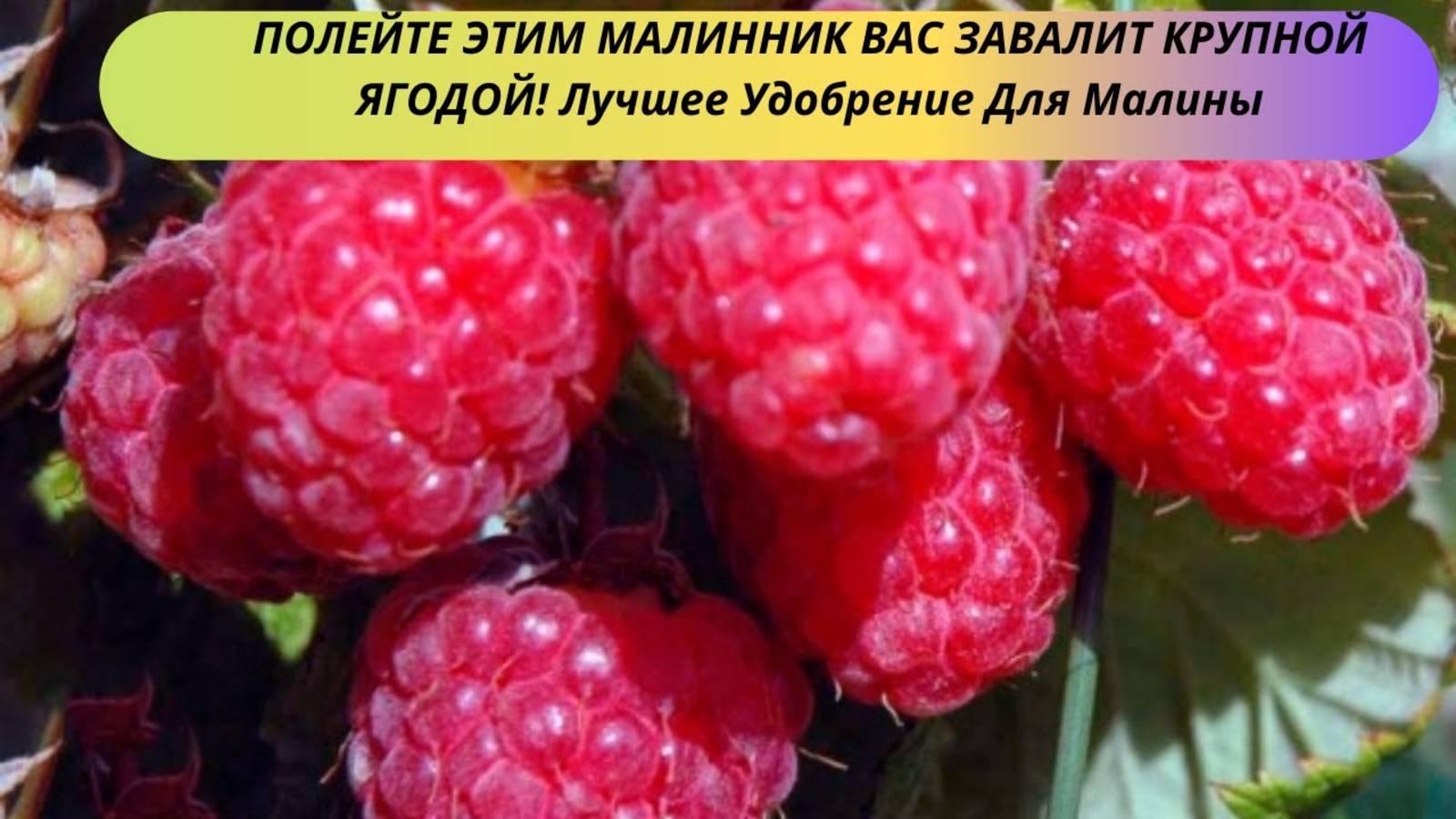 ПОЛЕЙТЕ ЭТИМ МАЛИННИК ВАС ЗАВАЛИТ КРУПНОЙ ЯГОДОЙ! Лучшее Удобрение Для Малины