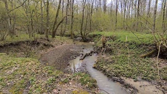Весна в лесу Горячий Ключ