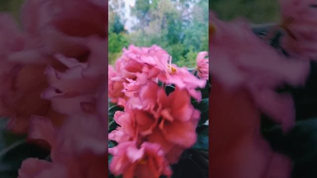 Фиалка ЛЕ Наташа