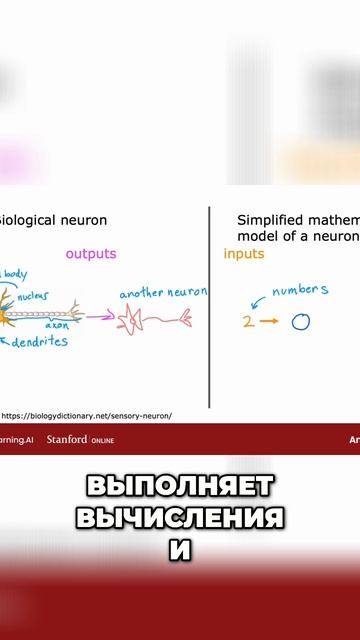 Нейрон: простое объяснение для начинающих #нейронныемодели