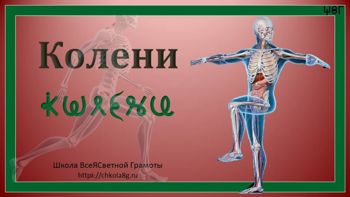 Колени. ВсеЯСветная Грамота