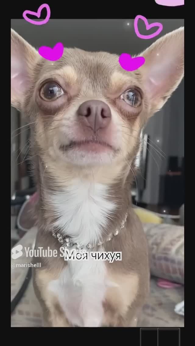 Моя чихуя